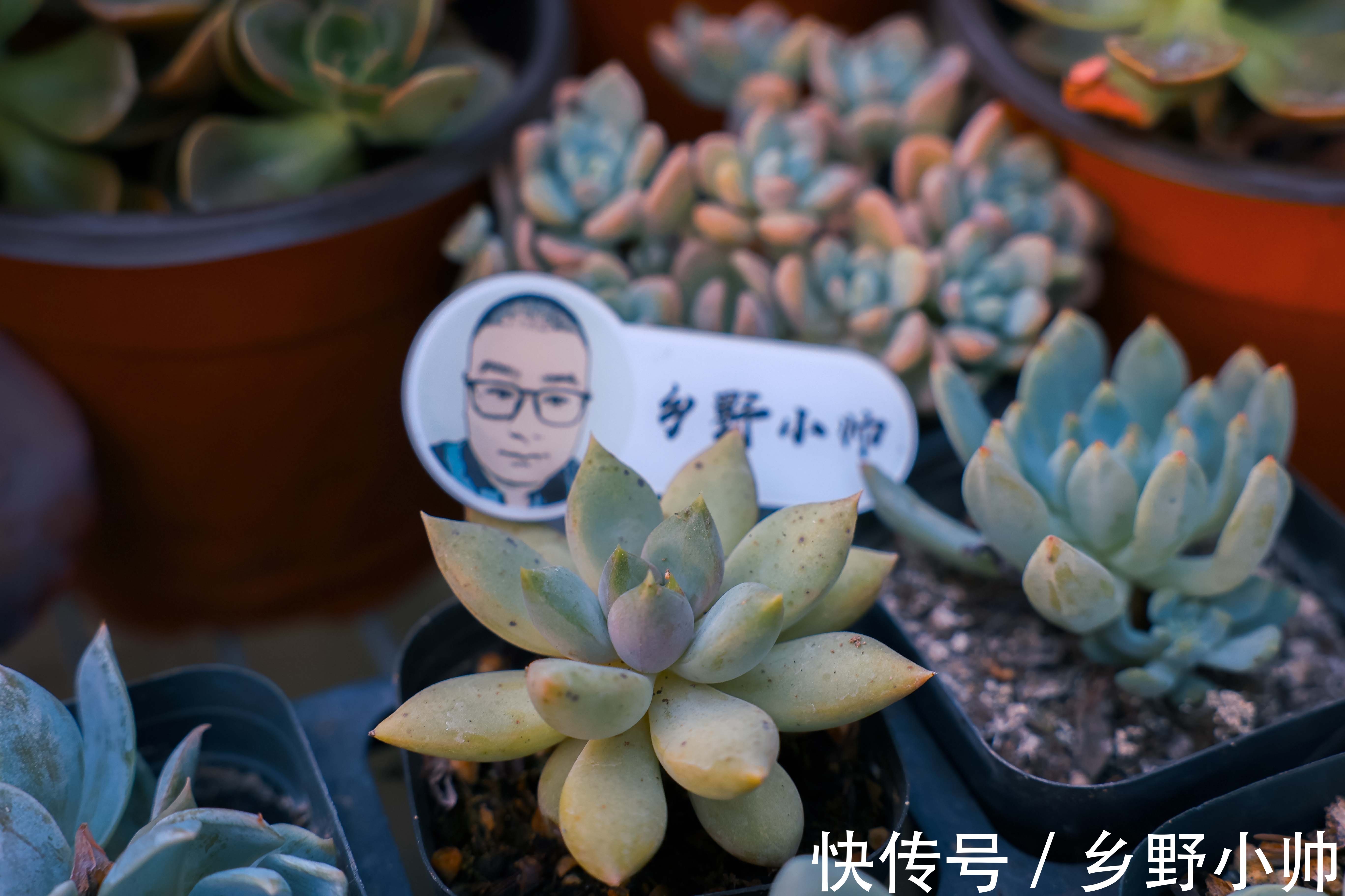 生长期|养出来的多肉， 个个肥嘟嘟的，都是小包子