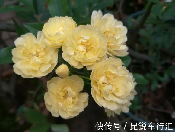 砧木|花开像月季，易爆花，-20℃冻不死，好养活不生病，比桂花香10倍