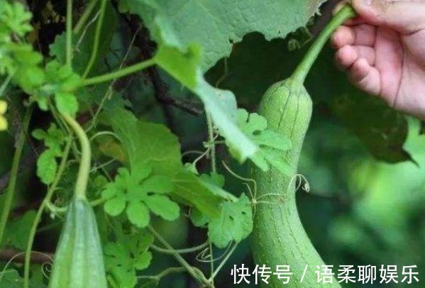 本草纲目|丝瓜叶比丝瓜还值钱别再扔了,吃对了4个好处不请自来