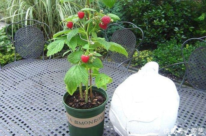 溶液|新手一定要认识这“三种溶液”,爆盆,去病,开花都要靠它们!