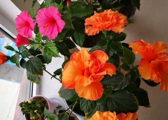 家庭养花，慎用淘米水，掌握正确方法才能远离土壤结块的负面影响