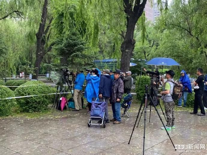 鸳鸯宝宝|19只鸳鸯宝宝雨中跳巢,还有“长辈”来加油|今早的兆麟公园挺热闹