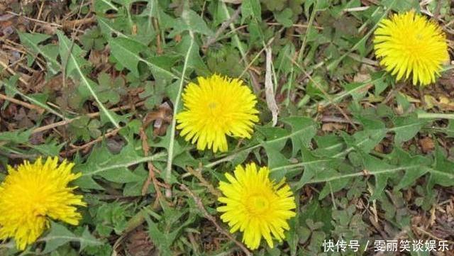 药草|蒲公英号称“药草皇后”，可医生说：喝蒲公英水要注意两件事