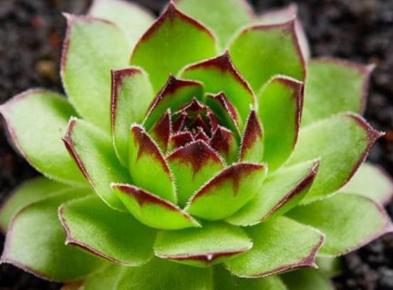 养这几款植物，沾点水就爆盆，花开美轮美奂，阳台成烂漫花园，美