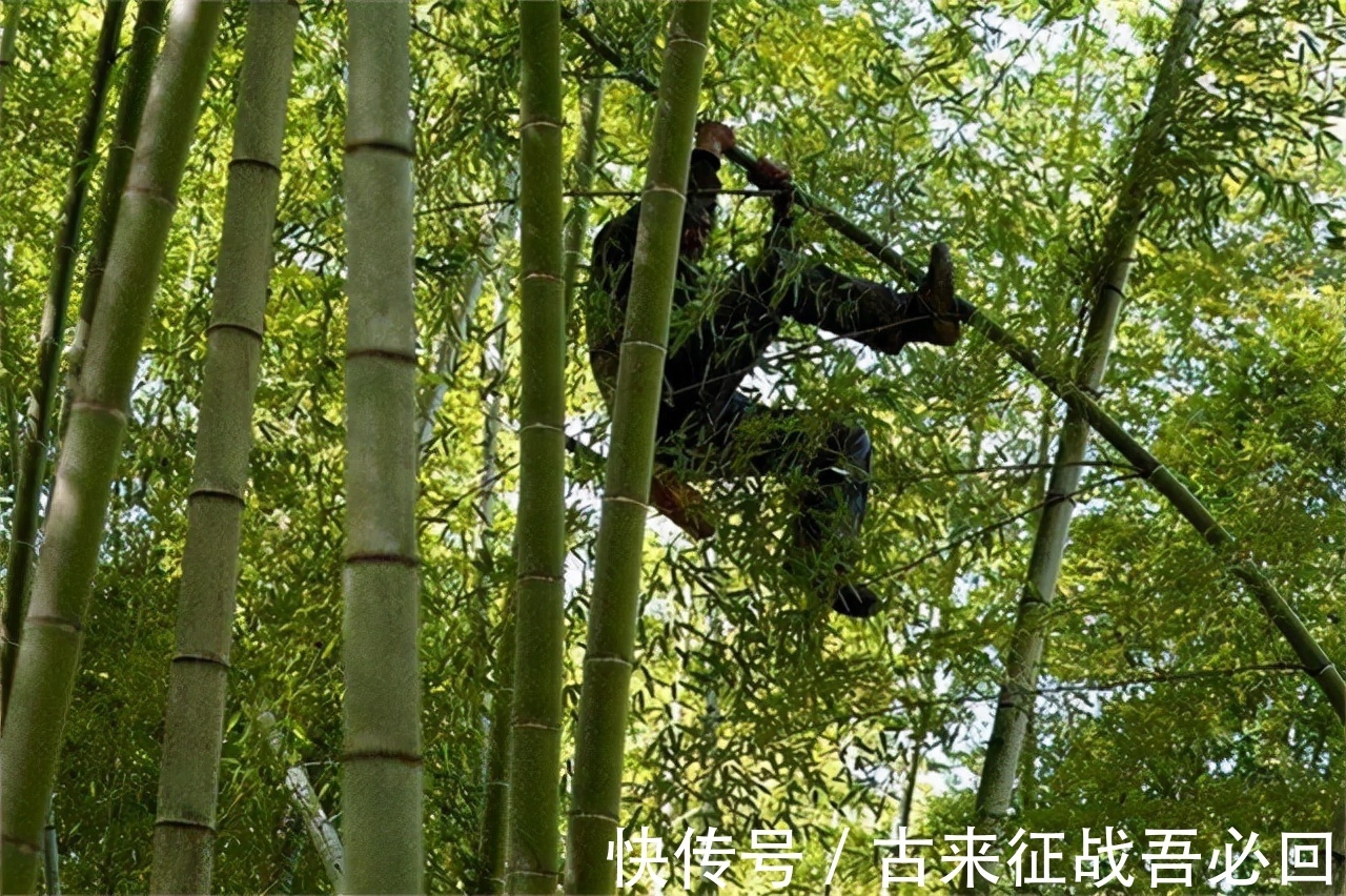 技艺|竹海飞人8岁爬竹子,年过半百仍在竹上行走,今无人传承境地尴尬
