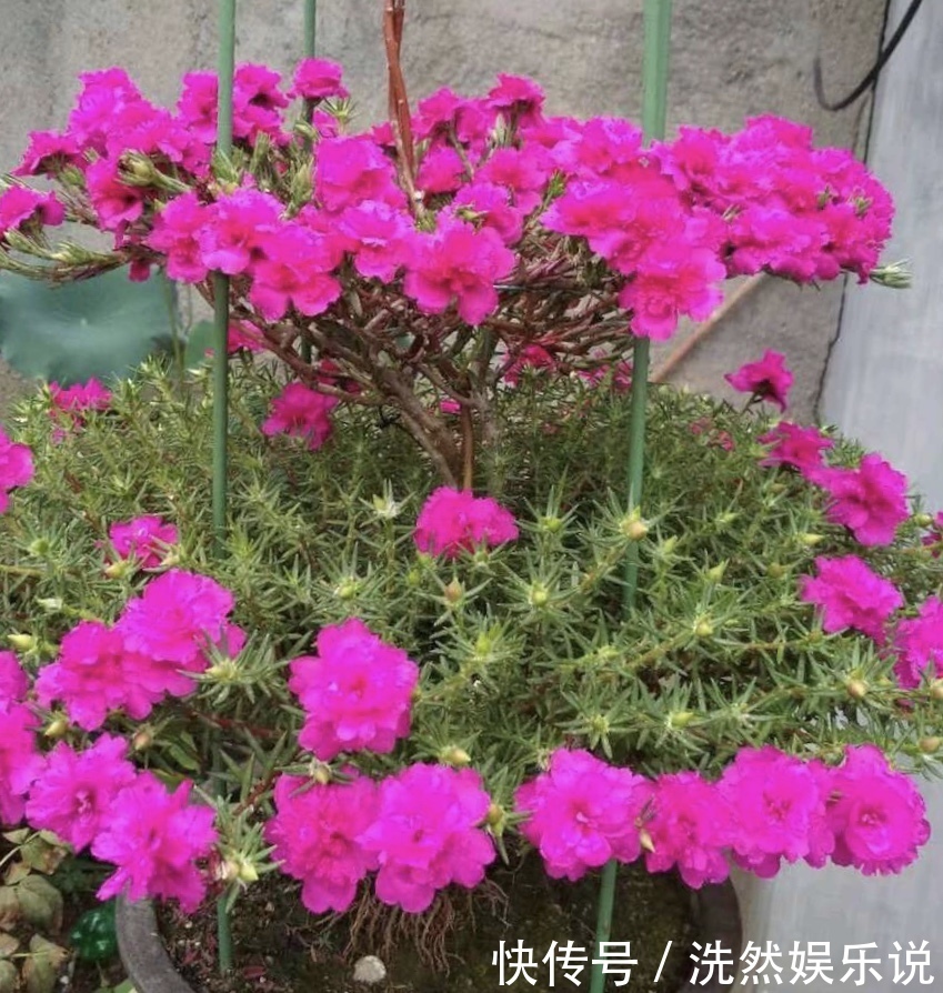 老桩|金枝玉叶又能派上“大用场”,嫁接几根太阳花,变成老桩“花柱”