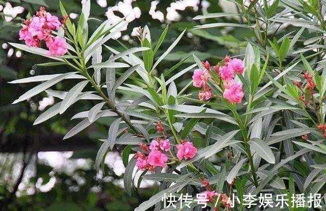 家里花卉烂根烂叶,几种天然灭虫法,不生虫养花好