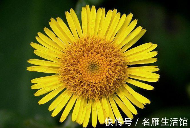 农历2月14日是什么日