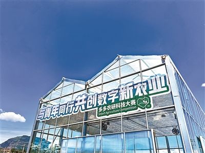 中国农业大学|6个月内挑战种出高产高营养番茄