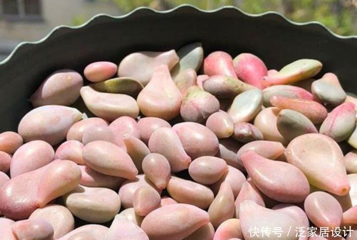 冬天养多肉,温度合适别闲着,叶插发芽欢乐多,长成仔仔多快乐!