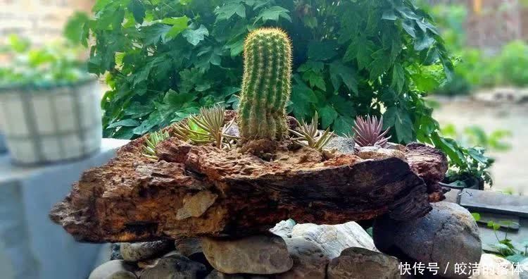 如莲似花,美好心情由你而始!