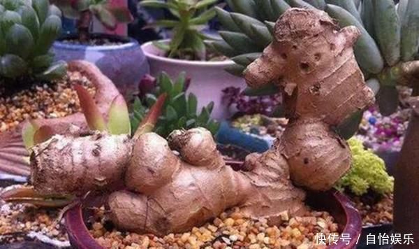 生姜的好处有很多,直接在家里种一盆生姜,开发生姜酸可以多次吃