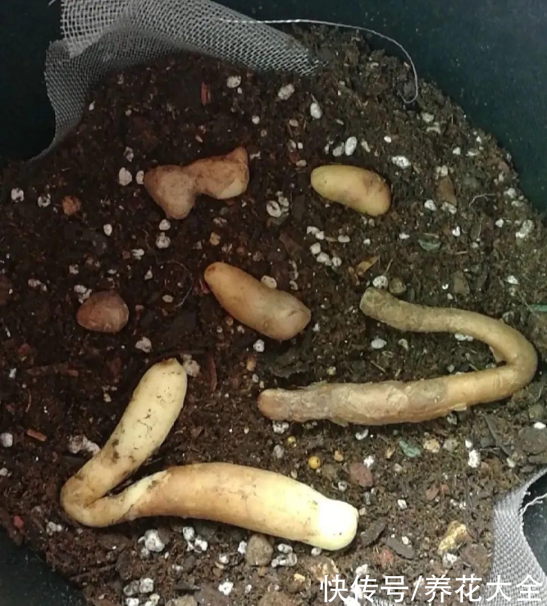 晒不死、热不死的花，越晒花越多，越热长越快