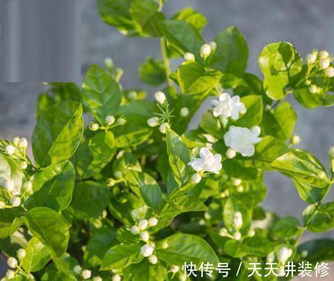 香气|6种“健康”花,寓意好又吉利,家里多养一盆,全家少生病