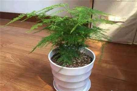 文竹爱黄叶，学了这5招，叶子绿的滴油，蹭蹭长到巨无霸！