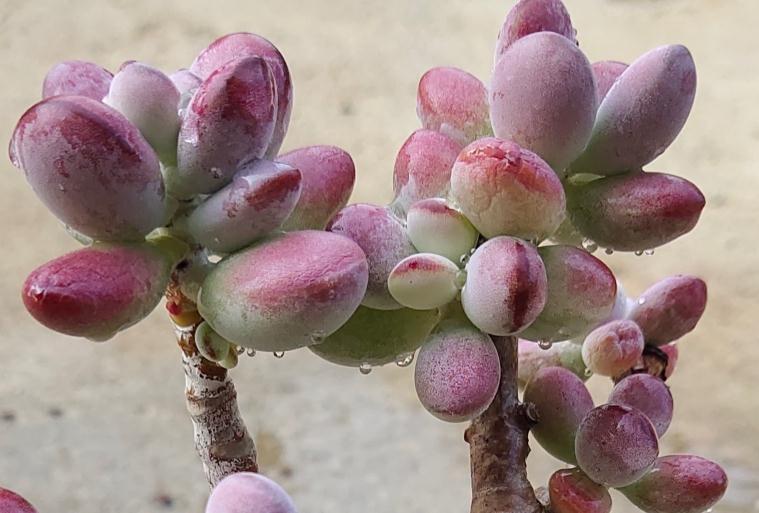 多肉植物入手经验浅谈,如何选择适合的多肉,这是一篇防坑指南