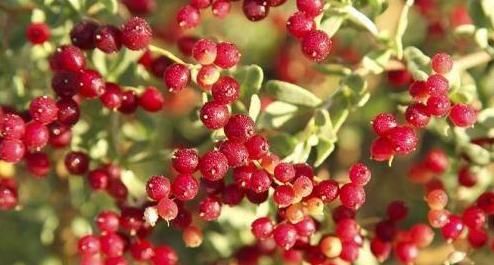 爱自己的女性，会常吃4种食物，排毒护肤，防子宫早衰！早知早好