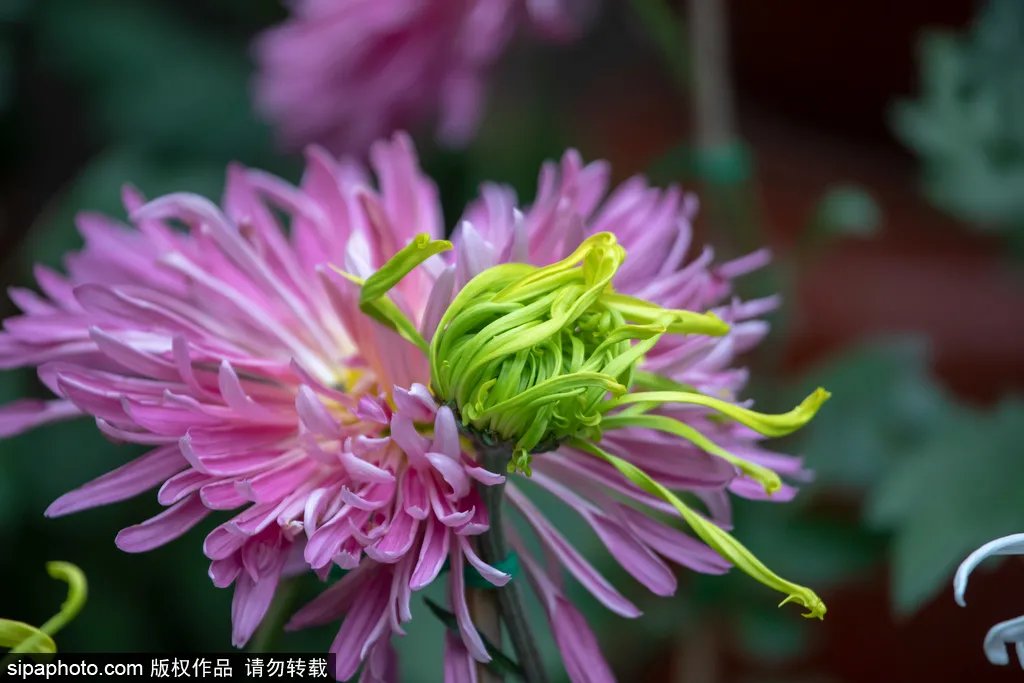 菊王|今年“菊王”你来定！令人期待的世界花卉大观园菊花展上线~