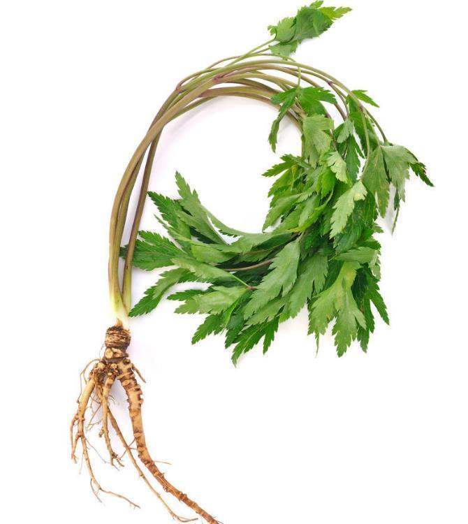 鸦胆子|5年前感染上幽门螺杆菌,老中医教会他认识了这10种草,受益终身