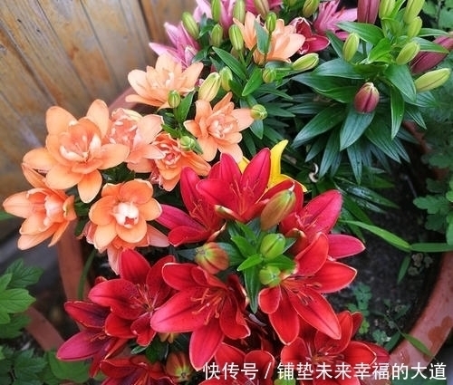 记住了,这些花不适合放卧室养,对身体不好!