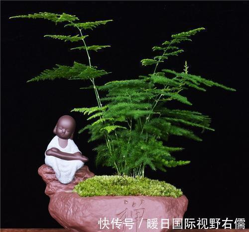 盆栽|5种“耐阴花”,养在北阳台上不见光,开花也很爆