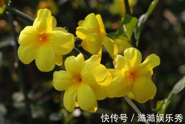 迎春花|此花寓意相爱到永远，不仅花色端庄秀丽、气质非凡，而且非常吉祥