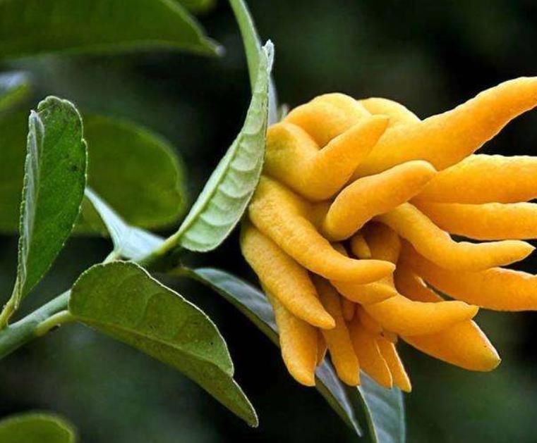 适合卧室养的6种花,好看又实用,养起来也很简单