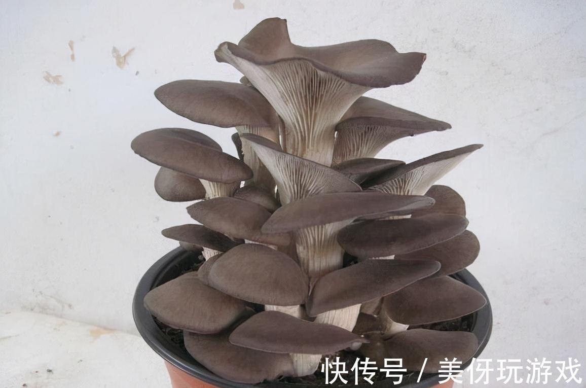 家里盆栽蘑菇,不花一分钱,隔3天收一次,连着吃一年