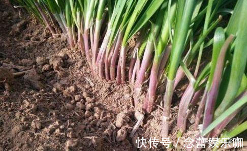 为什么韭菜根系会逐年上移?栽培韭菜做好2点,株苗油绿不跳根