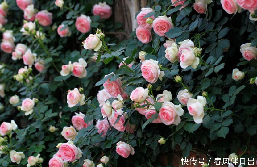 参观了这个院子,才明白什么叫花海,院子里没有一处空地,太美了