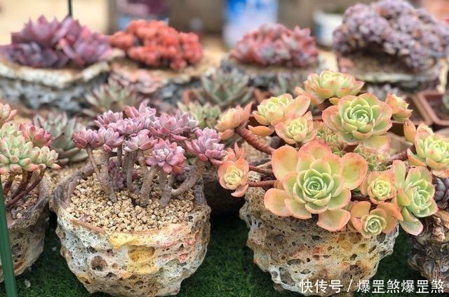 想露养多肉,避开这3个雷区,安全度夏,侧芽蹭蹭冒,独苗变老桩!