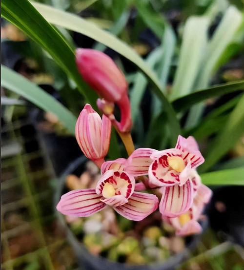  开花|建兰荷瓣新宠“七彩玲珑”，花色艳丽，香味扑鼻，开花后自带仙气