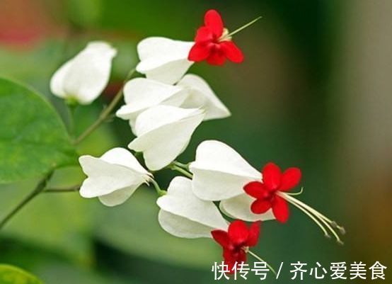 龙吐珠龙吐珠|4种花很漂亮，好养易活能爆盆，连年开花，能养一辈子