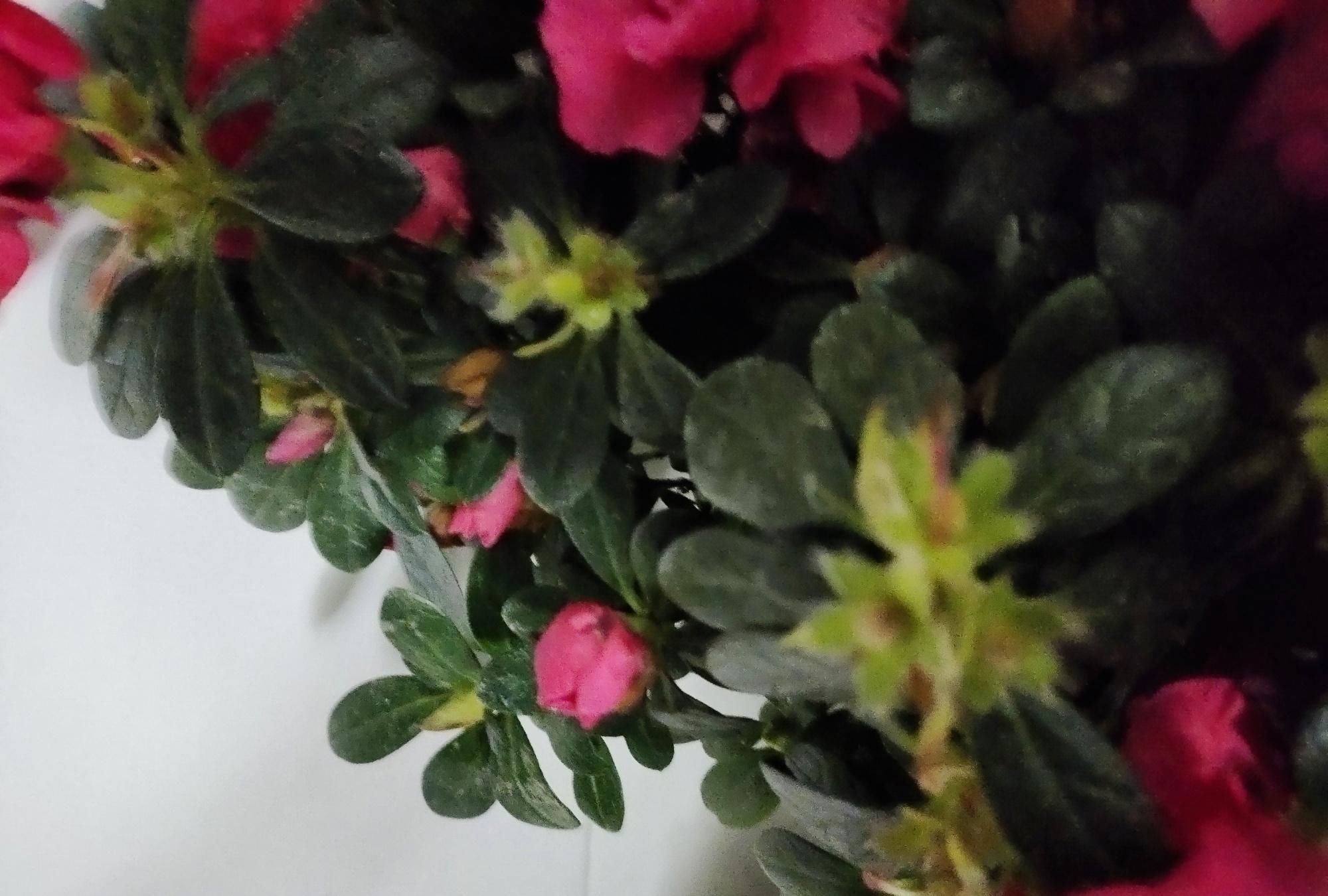 做好|刚买的杜鹃花,做好这几步,很容易养好,花期还特别长