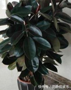枝繁叶茂|橡皮树叶子“发红光”摊上事了，教你一招，起死回生，长满新芽