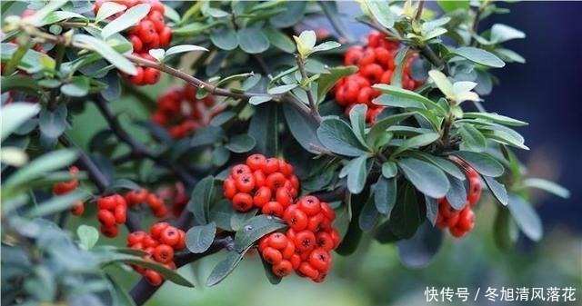 维c|曹操吃过的野果,过去当粮食吃,泡酒是一绝,老桩更值钱一棵百元