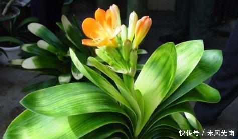 新根|花匠严肃的说, 给君子兰这样洗个澡, 花苞蹭蹭长, 1年开花好几次!