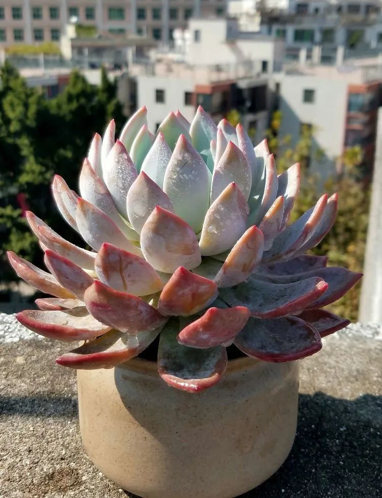 养肉三年，分享养肉经验，谈谈适合逆开挂区的多肉！