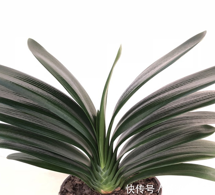 养花|养花你还花钱买肥别买了,盆里埋点它管一年,比营养液好百倍