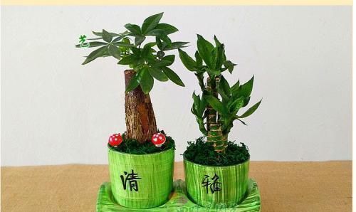 吊兰|家里什么植物可以不养，唯独这4种花万万要摆上，难怪有钱人都种