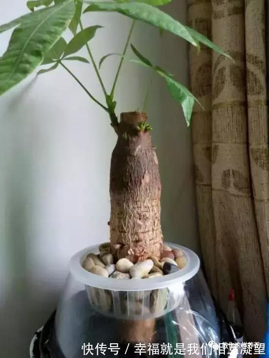 放水|4种花放水里猛长根，比土培好养100倍，一分钱不花，还很漂亮！