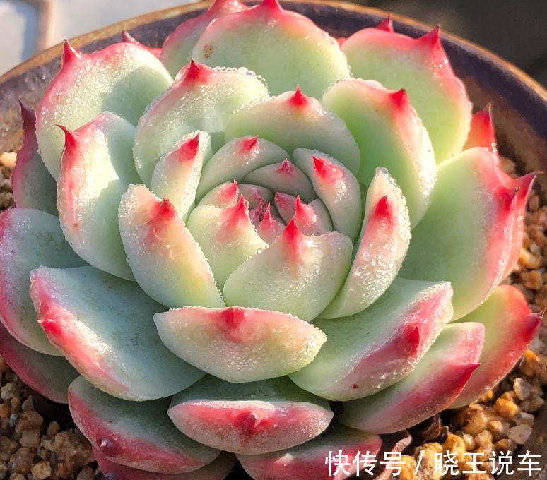 好看好养,度夏无忧,能够养出自信的十款多肉植物推荐