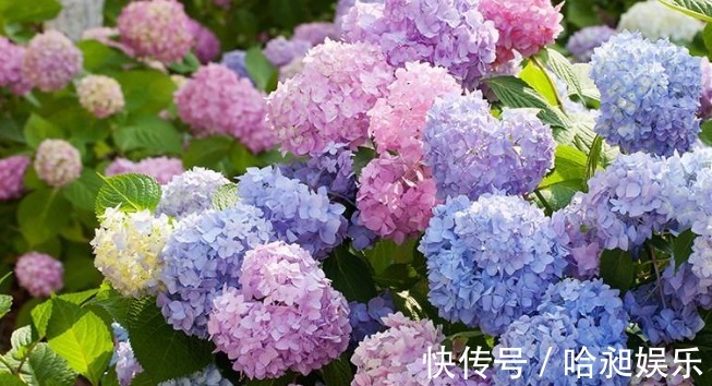 养绣球烂叶,教你小妙招,开花爆盆很简单!