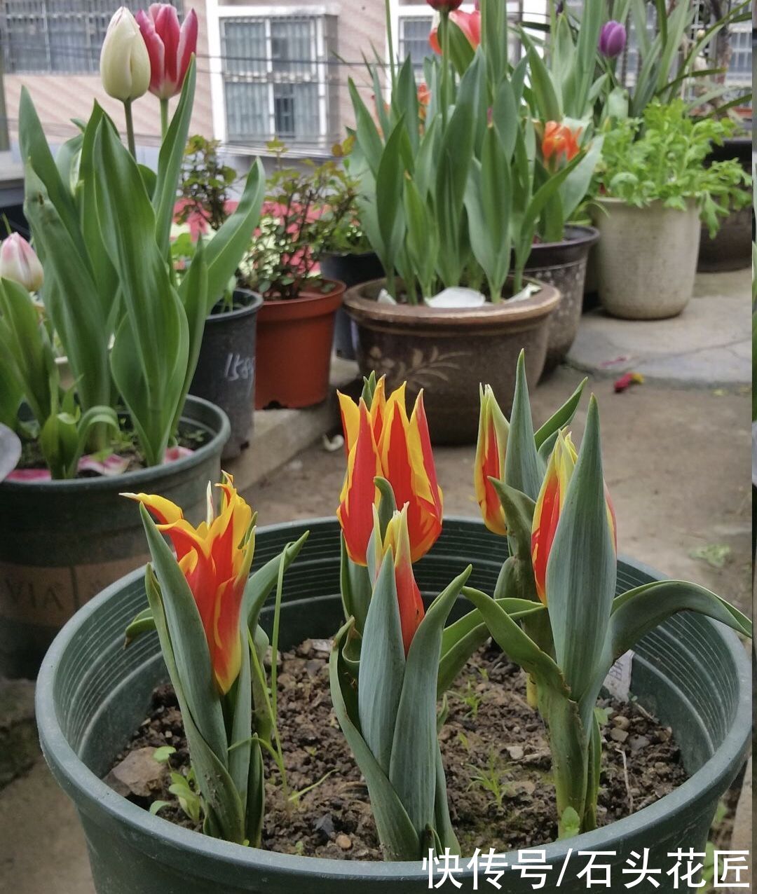 郁金香栽种了3个月，已经满盆长“花苞”，开花漂亮