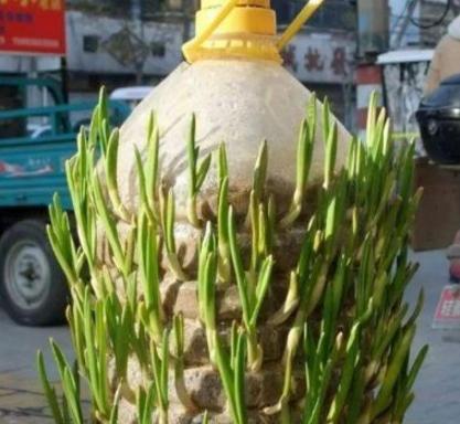 空油桶别扔,聪明人用来种菜种花,省了很多钱,别赔了夫人又折兵