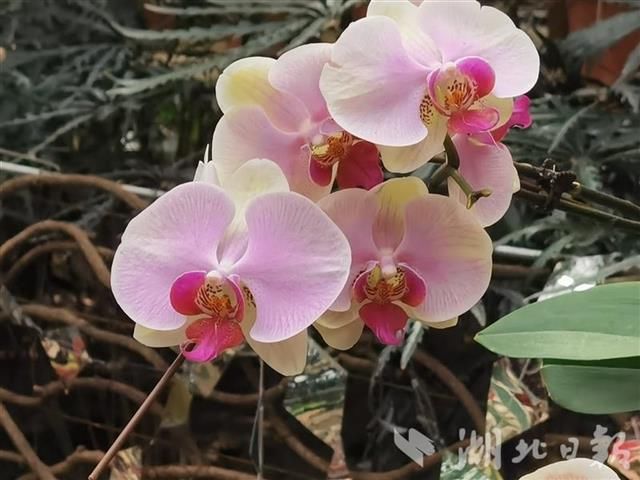 朵朵花儿踏春来 植物学者教你认花