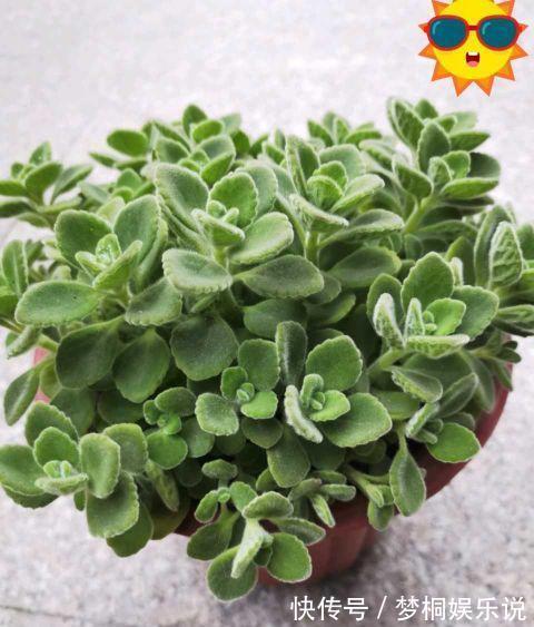 蚊虫不喜欢的三种花,夏季家里务必放一盆,害虫绕道走