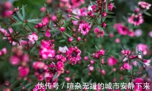 浇水|5种花高贵优雅，看了就让人沉醉，沾土就能活，浇水就疯长