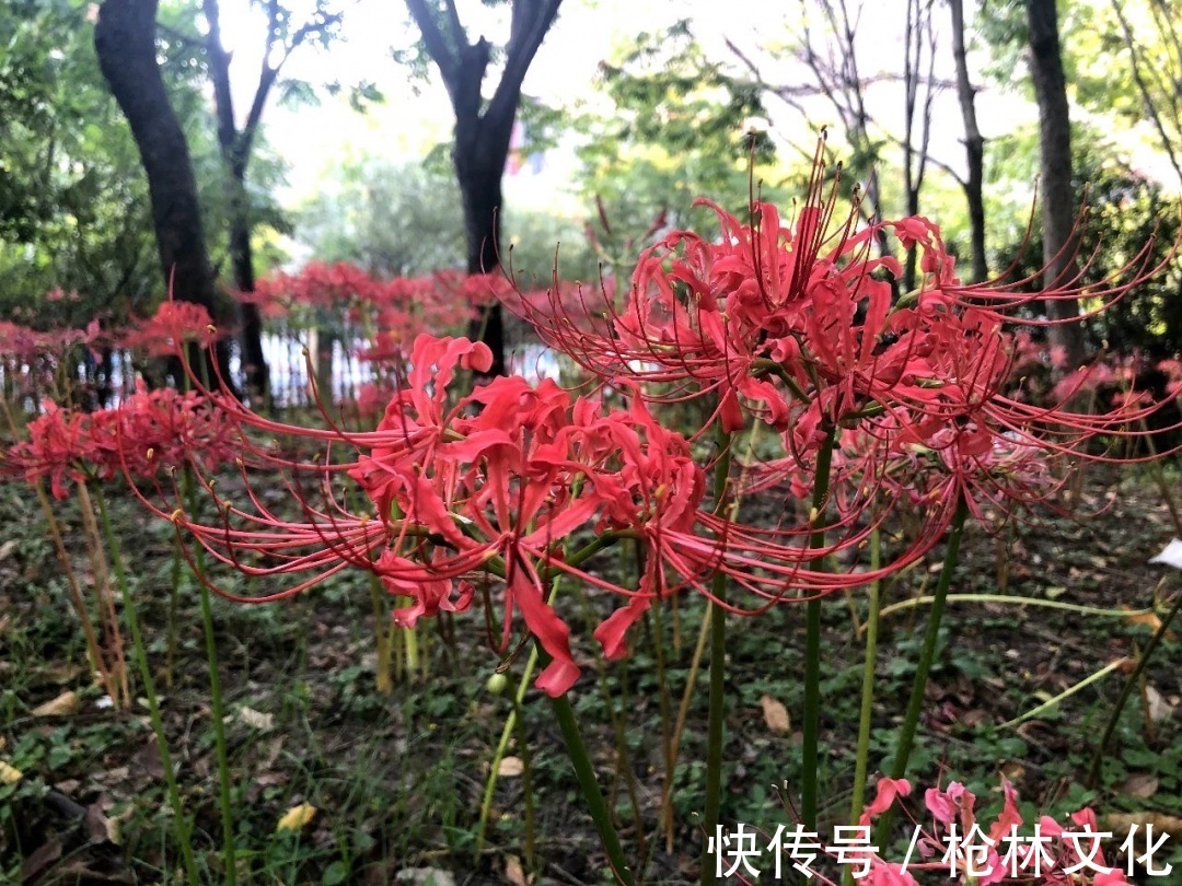 石蒜属“姐妹花”被错认,它到底是不是彼岸花