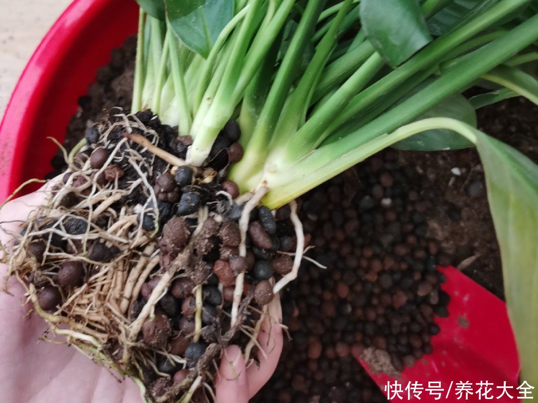 蝴蝶兰|7种花，立秋后换盆，秋冬才能越养越好